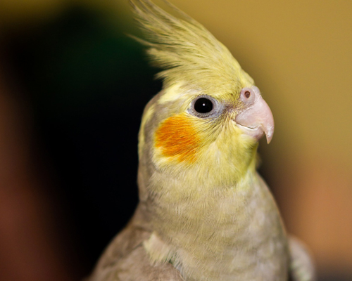 Como Cuidar Bien De Una Cacatua Ninfa Como Cuidar Bien De Una Cacatua Ninfa