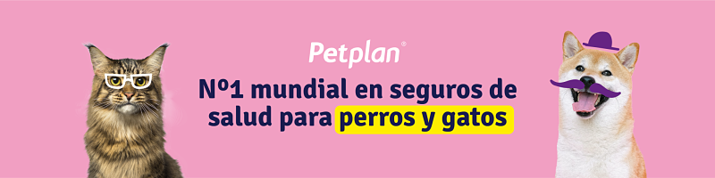 Banner Petplan 2