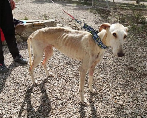 Rescatan a 24 galgos y podencos en condiciones insalubres