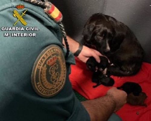 Rescatan a seis cachorros abandonados en un contenedor en Sanxenxo