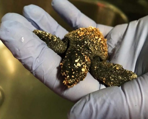 Nacen 55 crías de tortuga boba en Barcelona