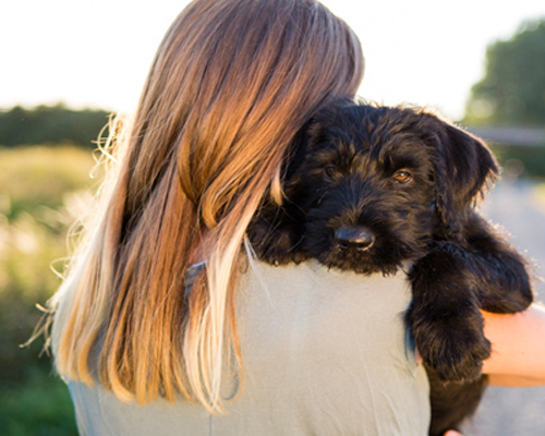 ¿Cómo funcionan la eutanasia y la incineración en perros y gatos?