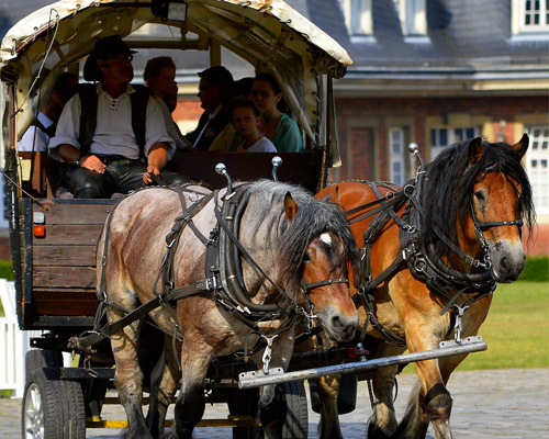 Coches de caballos: ¿oficio o maltrato animal?