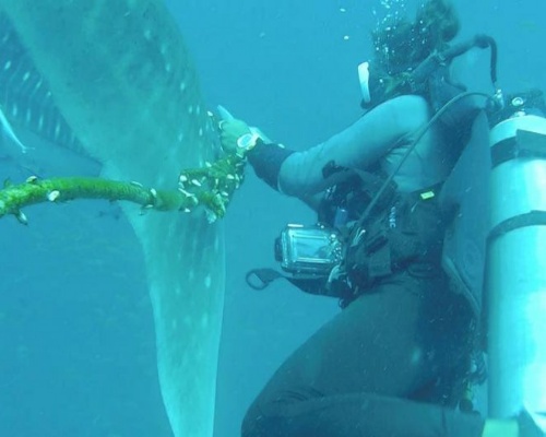 Tailandia busca un tiburón ballena enredado en una cuerda