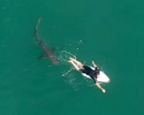 La polémica del vídeo de un tiburón acercándose a un surfista