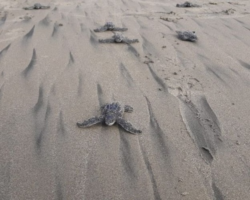 Nacen 50 tortugas laúd en Ecuador por primera vez en 40 años