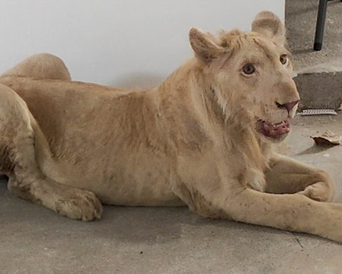 Rescatan a un león en un chalet de Camboya gracias a TikTok