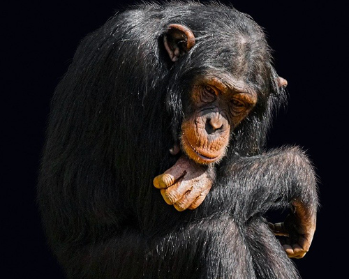 Matan a tiros a dos chimpancés por escapar de un zoo
