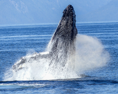 Las ballenas jorobadas tienen menos crías debido al cambio climático