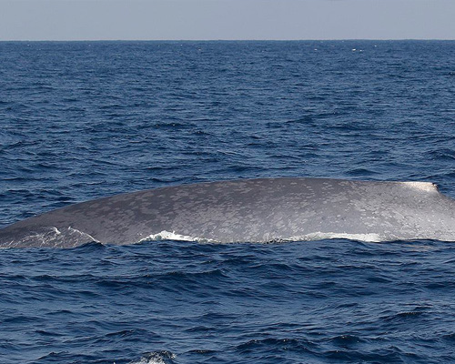 Una inmensa ballena azul se deja ver en aguas de Santurtzi