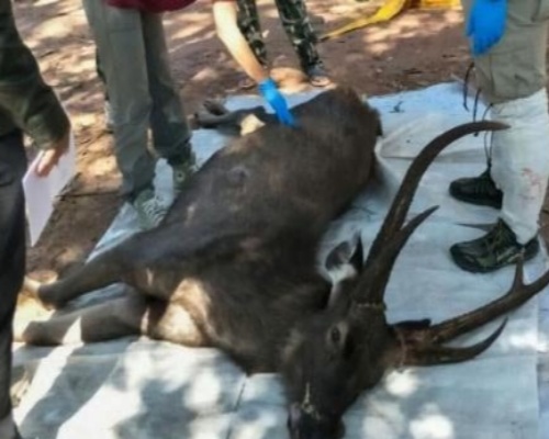 Hallan un ciervo con siete kilos de basura en su estómago