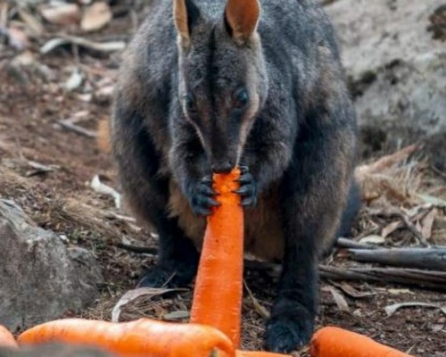 Helicópteros lanzan verduras a los animales en Australia