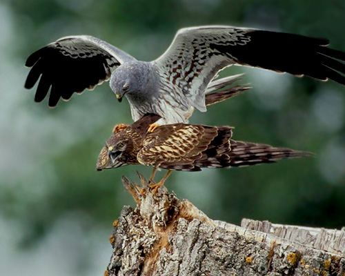 El aguilucho cenizo, elegida ave del año 2023 por SEO/Birdlife