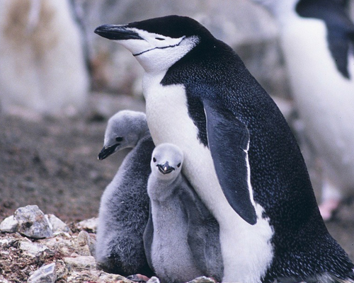 Colonias de pingüinos caen en un 75% en la Antártida