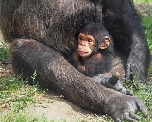 ¿Son los chimpancés capaces de curarse unos a otros?