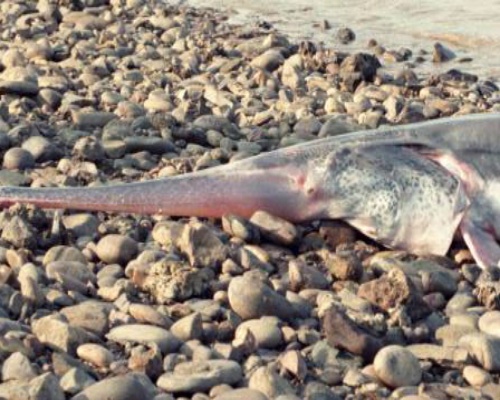 Nueva especie extinta: el pez remo gigante chino