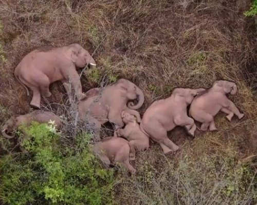 La sorprendente siesta de la manada nómada de elefantes asiáticos