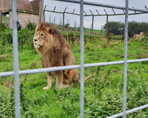 Un zoo galés plantea sacrificar a cientos de animales