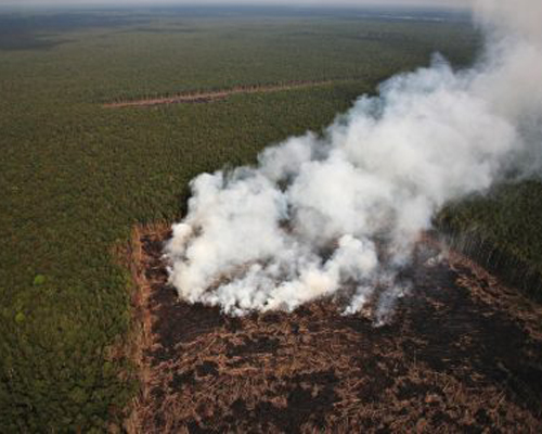 Greenpeace acusa a una empresa de quemar selva virgen en Papúa