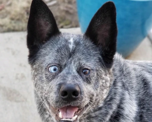 Moose, el perro sonriente que conmueve al mundo