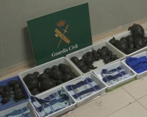 Pillado con 76 crías de tortuga en una maleta