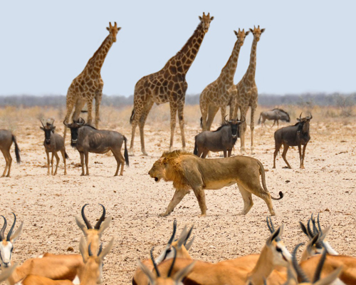 Namibia subasta un millar de animales por la sequía