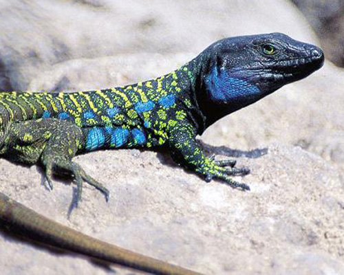 El lagarto tizón de Tenerife, amenazado por el cambio climático