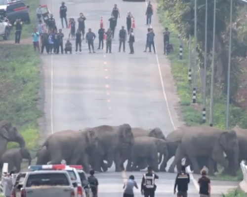 Una manada de elefantes cruza una carretera en Tailandia