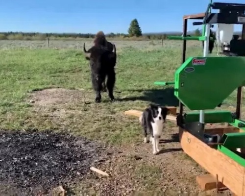 Así reacciona una perra sorprendida por un bisonte