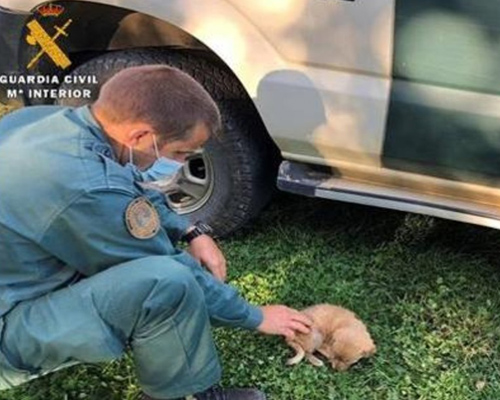 Hallados siete perros abandonados en una vivienda en Palencia