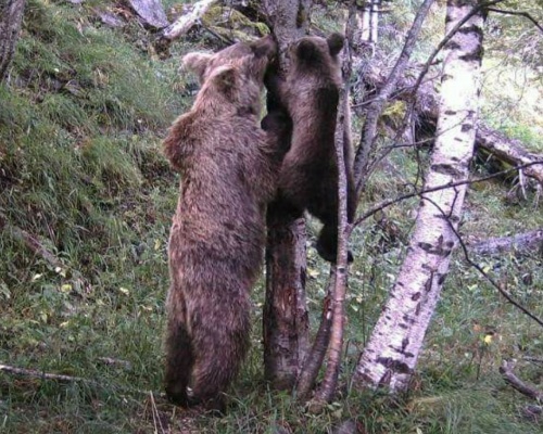 Detectan nueve crías de oso pardo en Pirineos