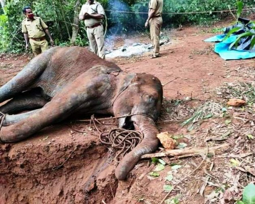 Una elefanta preñada muere al comer piña con explosivos