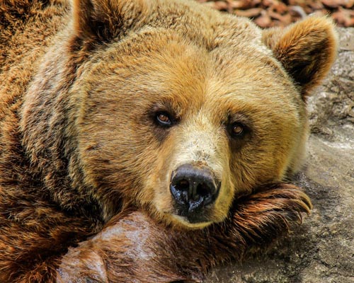 La polémica muerte del oso Cachou, el más famoso del Pirineo