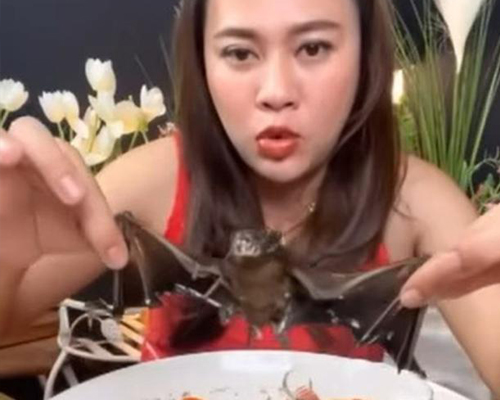 Una youtuber publica un vídeo comiendo murciélagos protegidos