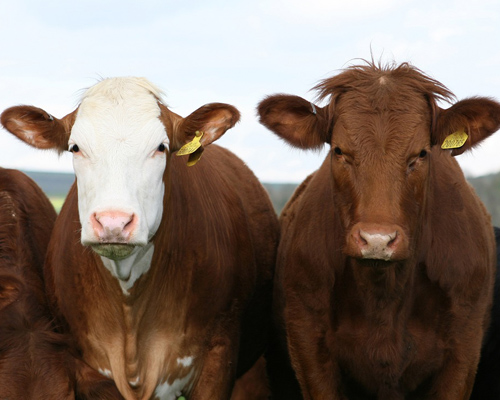 Condenado a 14 meses de prisión por dejar morir a 45 vacas