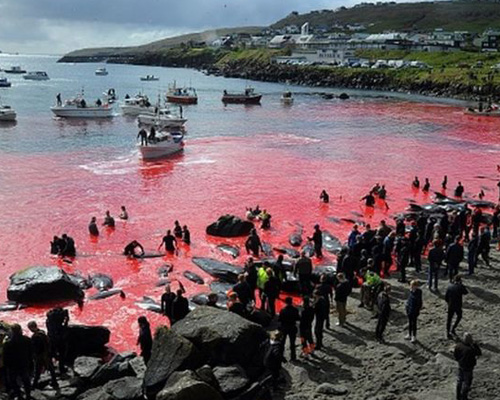 Terrible matanza histórica de delfines en las Islas Feroe