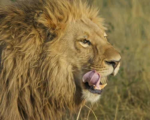 Matan a siete leones en Sudáfrica al escapar de una reserva