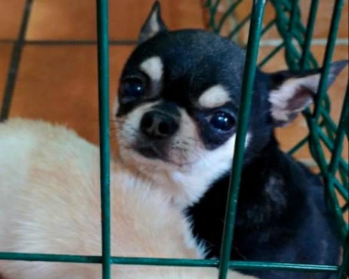 Rescatados 270 perros mutilados en criaderos ilegales