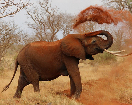 Las dos especies de elefante africano están en peligro