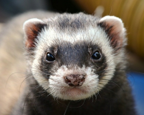 ¿Qué animales son más susceptibles de padecer COVID-19?