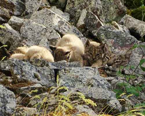 Detectan 90 cachorros de lince en Castilla-La Mancha