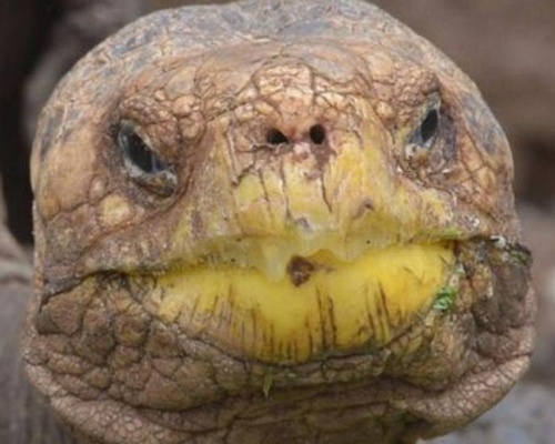 Diego, la tortuga gigante que salvó a su especie