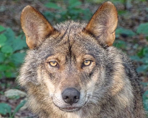 Ya está en vigor: prohibida la caza del lobo en toda España