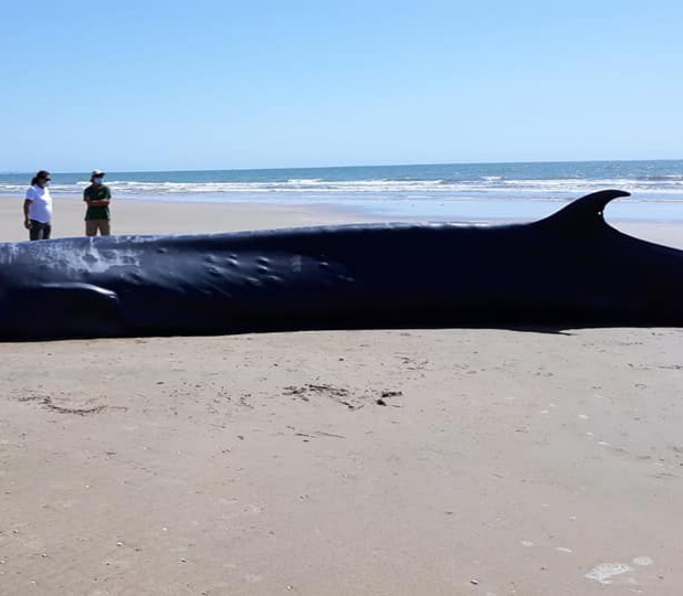 Aparece varado un rorcual boreal en Doñana