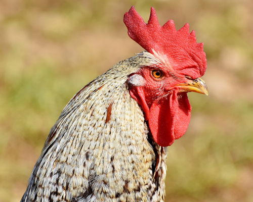 Un gallo de peleas mata a su dueño en el pueblo indio de Lothunur