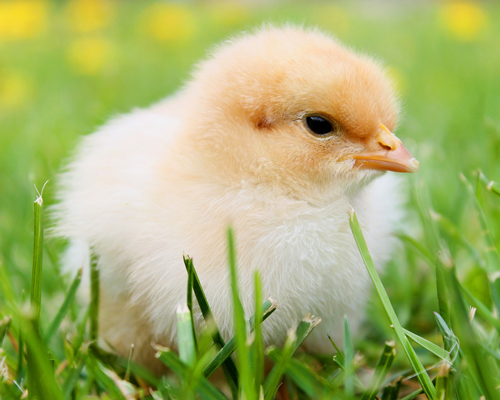 Francia prohíbe triturar pollos macho vivos