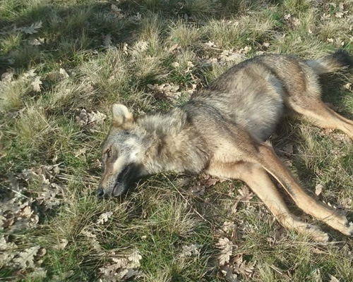 Hallan los cadáveres de tres lobos muertos en Galicia