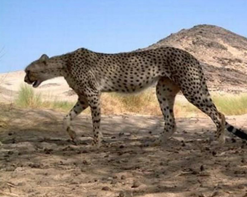 Reaparece el guepardo sahariano después de 10 años