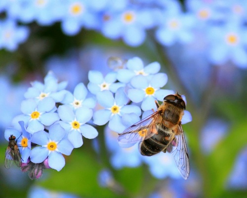 El 40% de los insectos polinizadores están en peligro de extinción