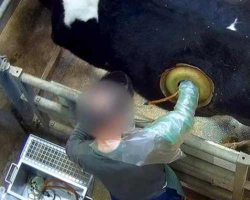 Escándalo en la ganadería francesa: vacas con agujeros en el lomo